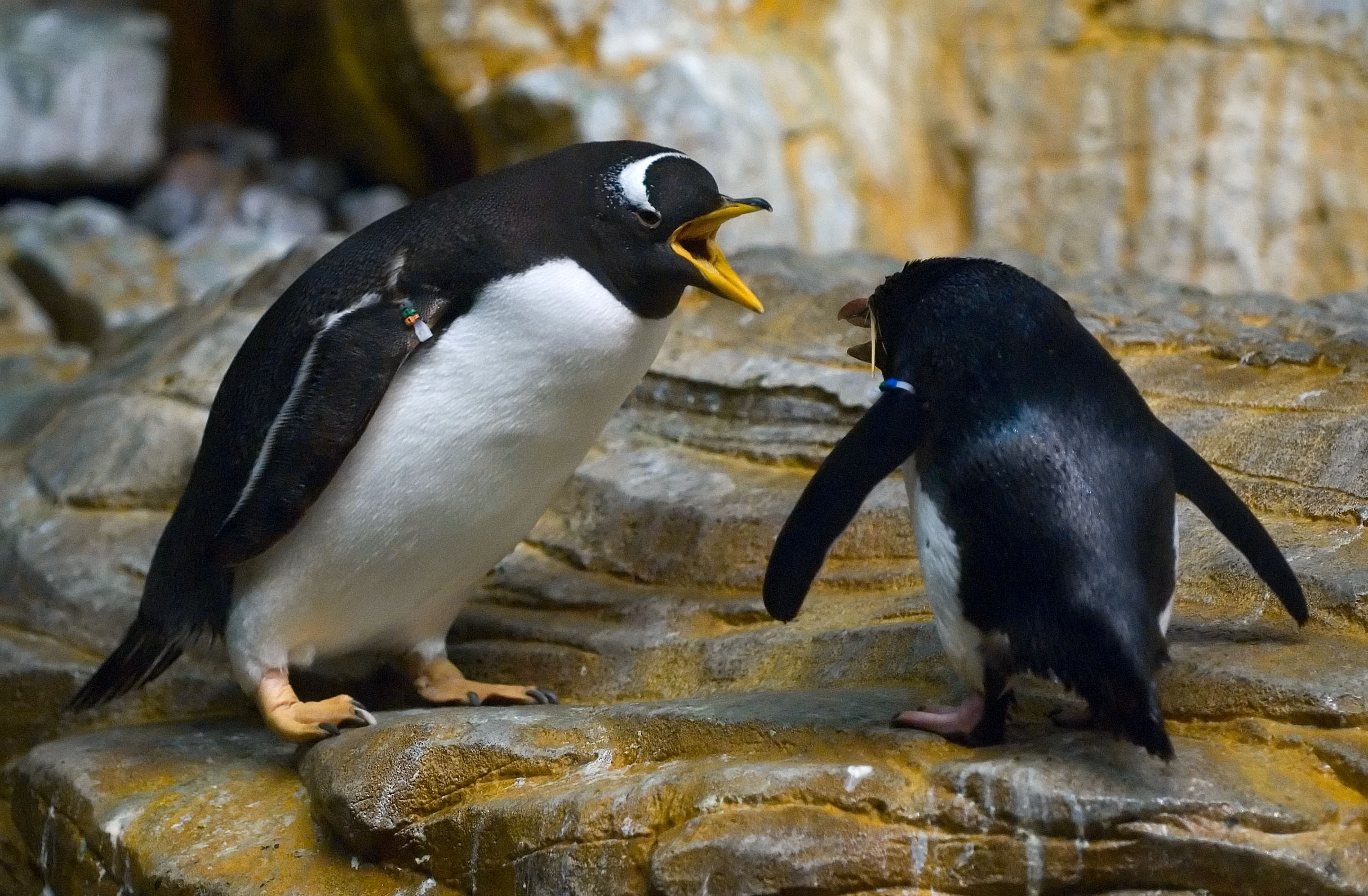 Two penguins shouting at each other